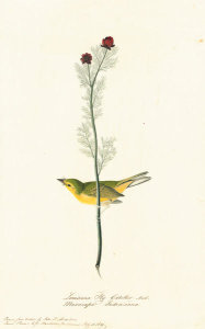 John James Audubon - Hooded Warbler (Wilsonia citrina), Havell plate no. 9, c. 1821