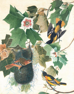 John James Audubon - Baltimore Oriole (Icterus galbula), Havell plate no. 12, c. 1822-25