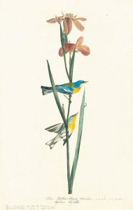 John James Audubon - Northern Parula (Parula americana), Havell plate no. 15, c. 1821