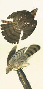 John James Audubon - Cooper's Hawk (Accipter cooperii), Havell plate no. 36, 1824; c. 1824-26