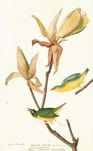 John James Audubon - Kentucky Warbler (Oporornis formosus), Havell plate no. 38, c. 1822