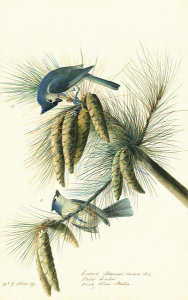 John James Audubon - Tufted Titmouse (Baeolophus bicolor), Havell plate no. 39, c. 1822
