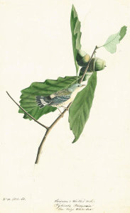 John James Audubon - Magnolia Warbler (Dendroica magnolia), Havell plate no. 50, c. 1821