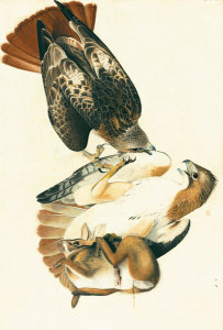 John James Audubon - Red-tailed Hawk (Buteo jamaicensis), Havell plate no. 51, c. 1821