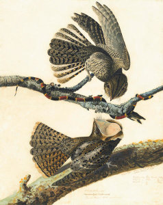 John James Audubon - Chuck-will's-widow (Caprimulgus carolinensis), Havell plate no. 52, c. 1822
