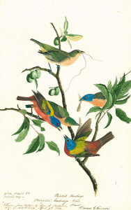 John James Audubon - Painted Bunting (Passerina ciris), Havell plate no. 53, c. 1821