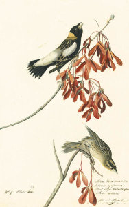 John James Audubon - Bobolink (Dolichonyx oryzivorus), Havell plate no. 54, c. 1822