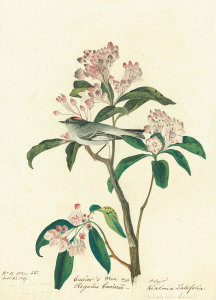 John James Audubon - Cuvier's Kinglet (Regulus cuvieri)?, Havell plate no. 55, c. 1812