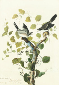 John James Audubon - Loggerhead Shrike (Lanius ludovicianus), Havell plate no. 57, c. 1825