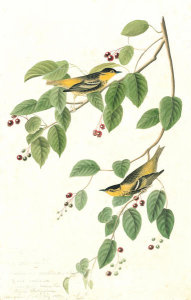 John James Audubon - Carbonated Swamp Warbler (Dendroica carbonata)?, Havell plate no. 60, c. 1825