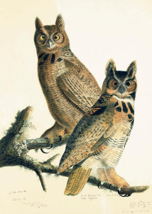 John James Audubon - Great Horned Owl (Bubo virginianus), Havell plate no. 61, c. 1814; 1821