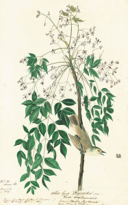 John James Audubon - White-eyed Vireo (Vireo griseus), Havell plate no. 63, c. 1821