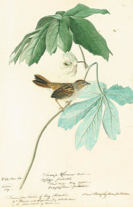 John James Audubon - Swamp Sparrow (Melospiza georgiana), Havell plate no. 64, c. 1812; c. 1825