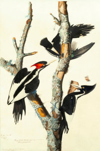 John James Audubon - Ivory-billed Woodpecker (Campephilus principalis), Havell plate no. 66, c. 1825-1826