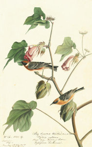 John James Audubon - Bay-breasted Warbler (Dendroica castanea), Havell plate no. 69, c. 1812; 1825