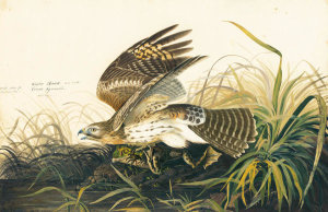 John James Audubon - Red-shouldered Hawk (Buteo lineatus), Havell plate no. 71, c. 1822