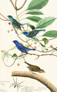 John James Audubon - Indigo Bunting (Passerina cyanea), Havell plate no. 74, c. 1821