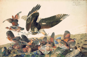 John James Audubon - Northern Bobwhite (Colinus virginianus) and Red-shouldered Hawk (Buteo lineatus), Havell plate no. 76, c. 1825