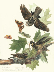 John James Audubon - Whip-poor-will (Caprimulgus vociferus), Havell plate no. 82, c. 1827-30