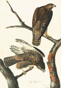 John James Audubon - Harlan's Red-tailed Hawk (Buteo jamaicensis harlani), Havell plate no. 86, c. 1829-30