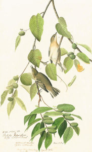 John James Audubon - Bay-breasted Warbler (Dendroica castanea), Havell plate no. 88, c. 1829