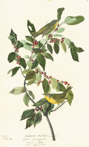 John James Audubon - Nashville Warbler (Vermivora ruficapilla), Havell plate no. 89, c. 1829
