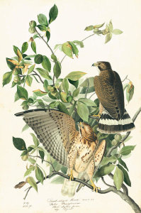 John James Audubon - Broad-winged Hawk (Buteo platypterus), Havell plate no. 91, c. 1829