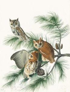 John James Audubon - Eastern Screech-Owl (Otus asio), Havell plate no. 97, c. 1812; 1829