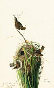 John James Audubon - Marsh Wren (Cistothorus palustris), Havell plate no. 100, c. 1829