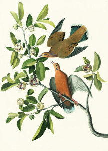 John James Audubon - Zenaida Dove (Zenaida aurita), Havell plate no. 162, c. 1832