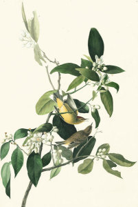 John James Audubon - Palm Warbler (Dendroica palmarum), Havell plate no. 163, c. 1831-32