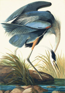 John James Audubon - Great Blue Heron (Ardea herodias), Havell plate no. 211, c. 1821; 1834