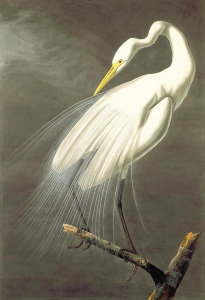 John James Audubon - Great Egret (Ardea alba), c. 1831