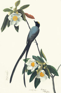John James Audubon - Fork-tailed Flycatcher (Tyrannus savana), Havell plate no. 168, c. 1832