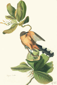 John James Audubon - Mangrove Cuckoo (Coccyzus minor), Havell plate no. 169, c. 1832
