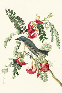 John James Audubon - Gray Kingbird (Tyrannus dominicensis), Havell plate no. 170, c. 1832