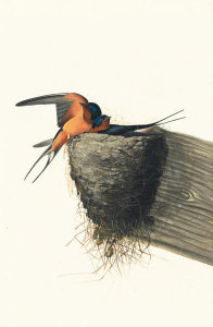 John James Audubon - Barn Swallow (Hirundo rustica), Havell plate no. 173, c. 1832