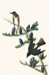 John James Audubon - Olive-sided Flycatcher (Contopus borealis), Havell plate no. 174, c. 1832