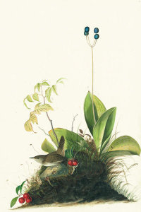 John James Audubon - House Wren (Troglodytes aedon), Havell plate no. 179, c. 1832