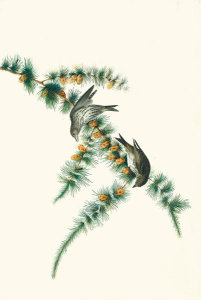 John James Audubon - Pine Siskin (Carduelis pinus), Havell plate no. 180, c. 1832