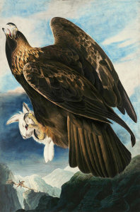 John James Audubon - Golden Eagle (Aquila chrysaetos), Havell plate no. 181, c. 1833