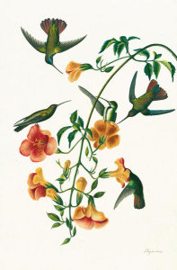 John James Audubon - Black-throated Mango (Anthracothorax nigricollis), Havell plate no. 184, c. 1832