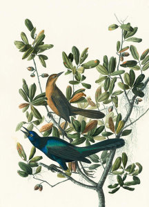 John James Audubon - Boat-tailed Grackle (Quiscalus major), Havell plate no. 187, c. 1832