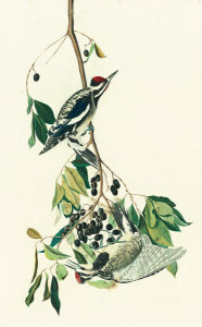 John James Audubon - Yellow-bellied Sapsucker (Sphyrapicus varius), Havell plate no. 190, c. 1822