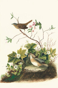 John James Audubon - Lincoln's Sparrow (Melospiza lincolnii), Havell plate no. 193, c. 1833