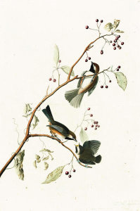 John James Audubon - Boreal Chickadee (Poecile hudsonica), Havell plate no. 194, c. 1833