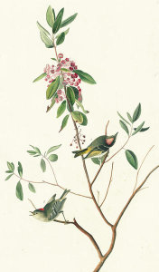 John James Audubon - Ruby-crowned Kinglet (Regulus calendula), Havell plate no. 195, c. 1833