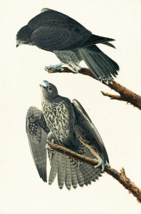 John James Audubon - Gyrfalcon (Falco rusticolus), Havell plate no. 196, c. 1833