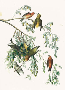 John James Audubon - Red Crossbill (Loxia curvirostra), Havell plate no. 197, c. 1832