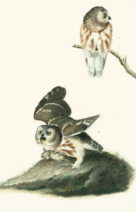 John James Audubon - Northern Saw-whet Owl (Aegolius acadicus), Havell plate no. 199, c. 1833